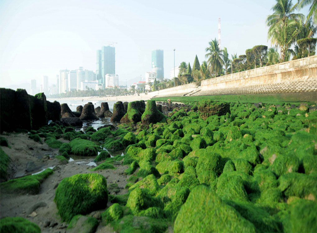 Bãi rêu xanh ở Nha Trang hút khách
