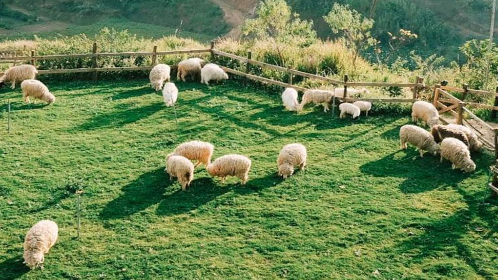 Định vị tọa độ Chika Farm, nông trại cừu mới toanh ở Đà Lạt