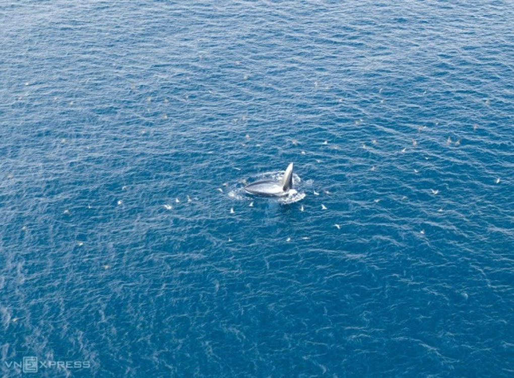 Du khách mải ngắm cá voi xanh 'quên cả say sóng'
