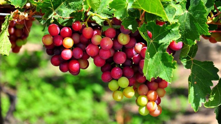 Khám phá Ninh Thuận khám phá Ninh Chữ – Cổ Thạch – Vịnh Vĩnh Hy
