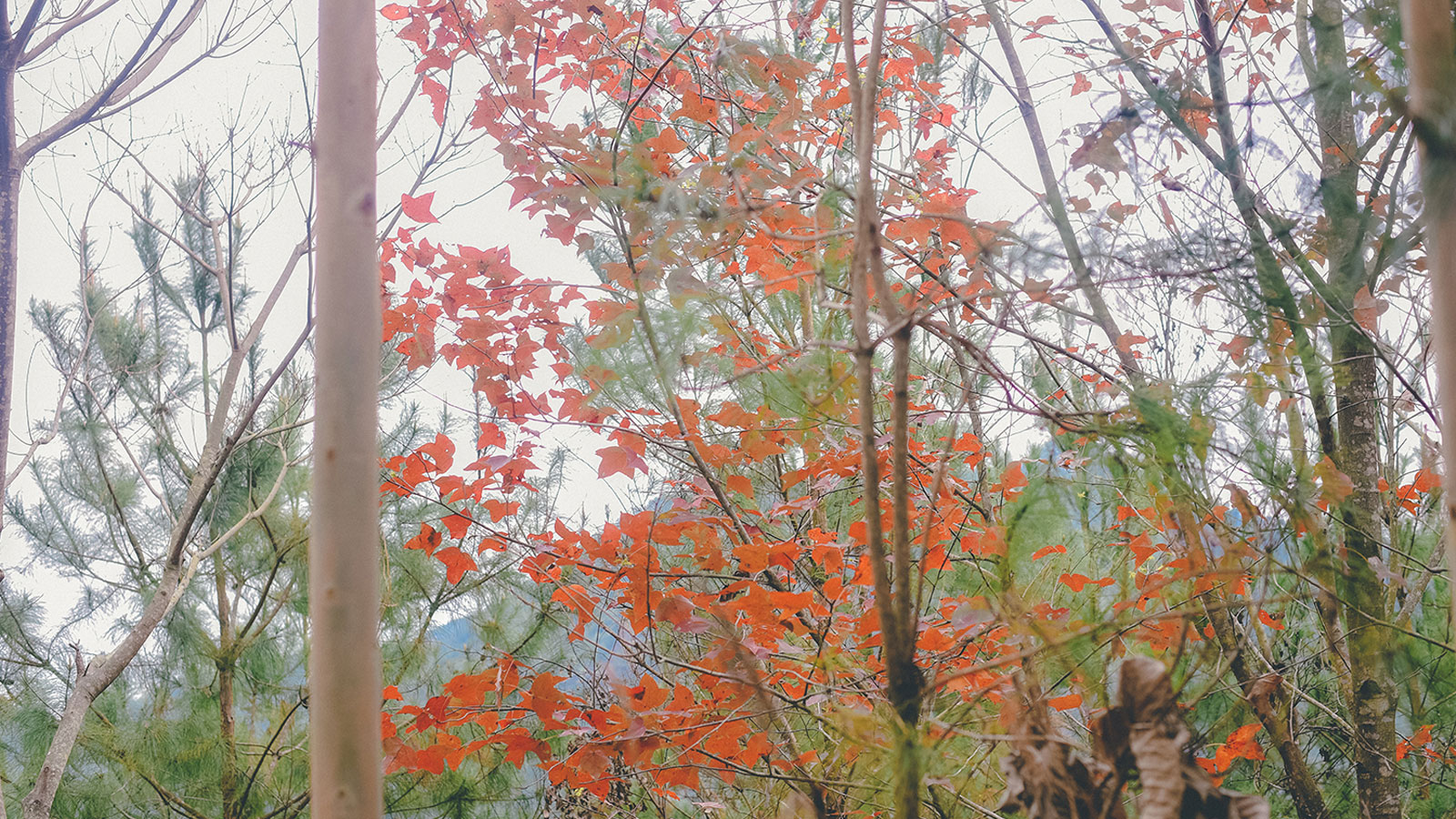 Mùa phong hương lá đỏ ở Bình Liêu