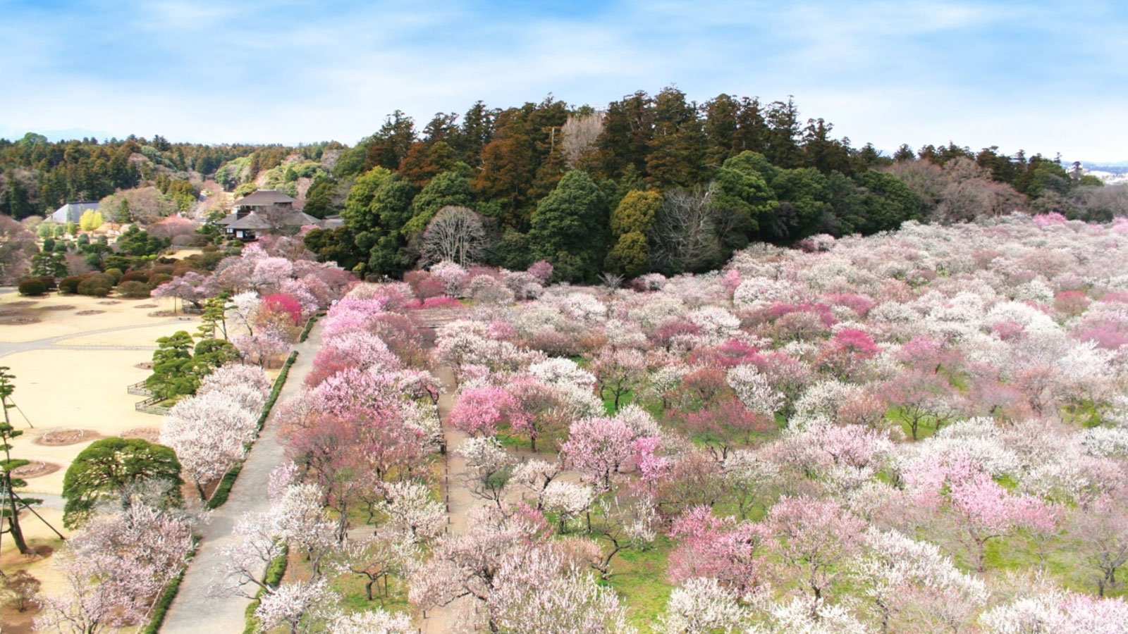 Vườn hoa mơ bung nở ở Nhật Bản
