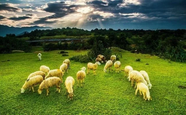 Đồng Cừu An Hòa