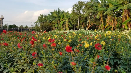 Làng Vườn Bách Thuận