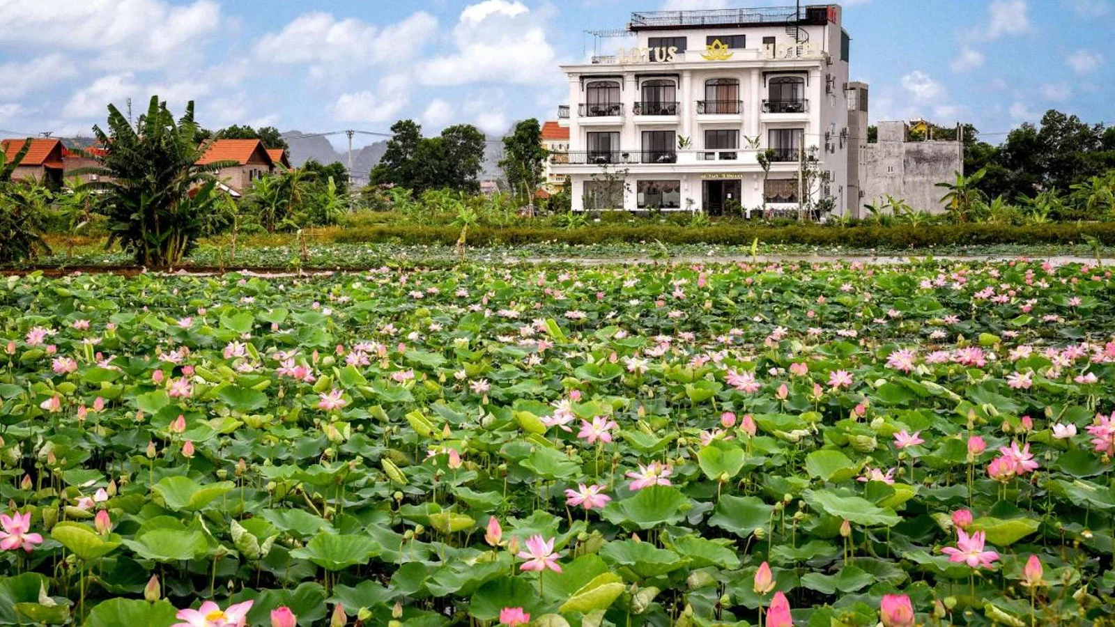Khách sạn Lotus Hotel Ninh Bình