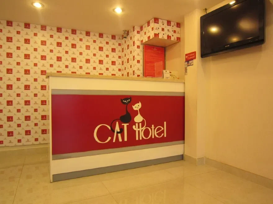 Khách sạn Cat Hotel Hồ Chí Minh