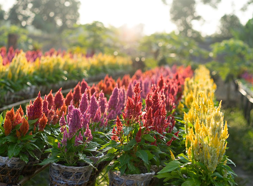 Hồ Chí Minh - Vườn quýt hồng Lai Vung - Làng hoa Sa Đéc - Chùa Lá Sen 1 ngày