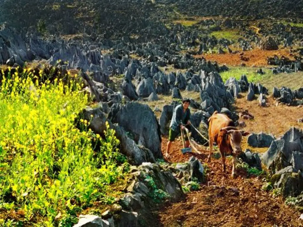 Tour Hà Nội - Hà Giang - Cao Nguyên đá Đồng Văn - Khuổi My 3 ngày 4 đêm